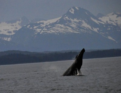 A whale breaching in Alaska - Science at Sea from Steve Spangler Science