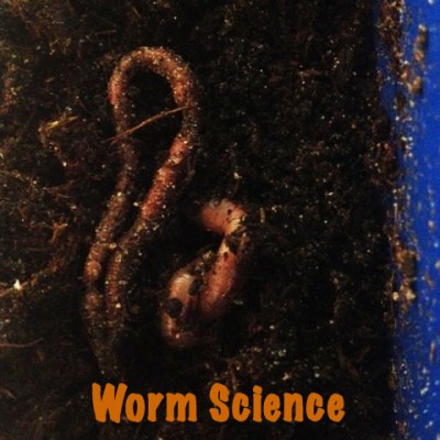 Worm Science with the Worm Vue Wonder. Get Up Close & Personal with Worms | Steve Spangler Science