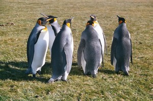How Bombs Saved Penguins on the Falkland Islands. 